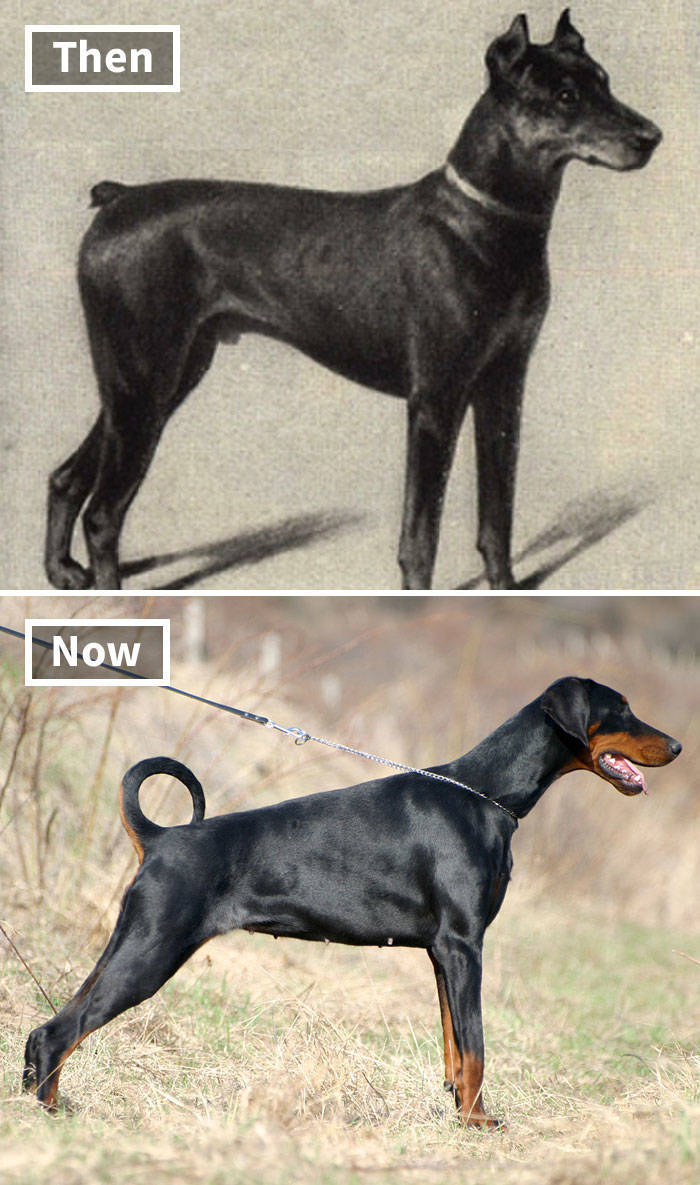 Dog Breeds These Days Vs 100 Years Ago