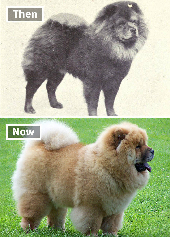 Dog Breeds These Days Vs 100 Years Ago