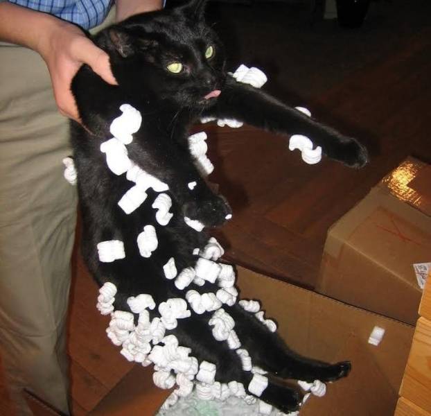 I Swear, Human, It Was An Accident!
