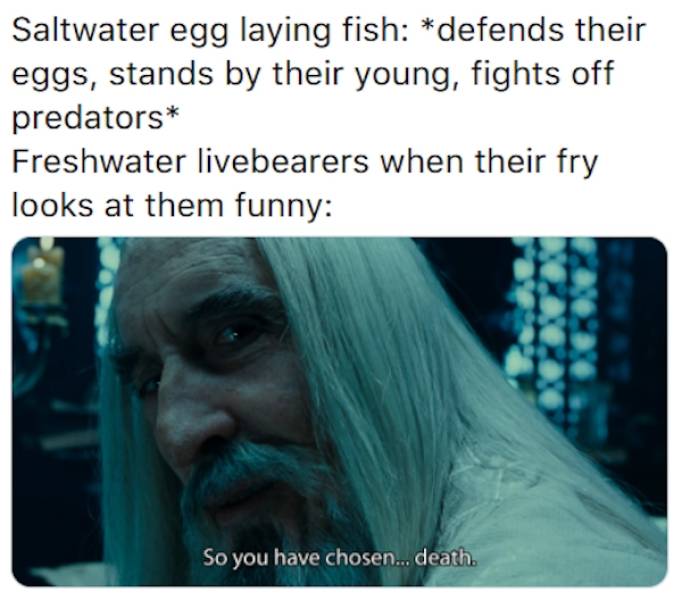 Let’s Swim With These Fish Memes