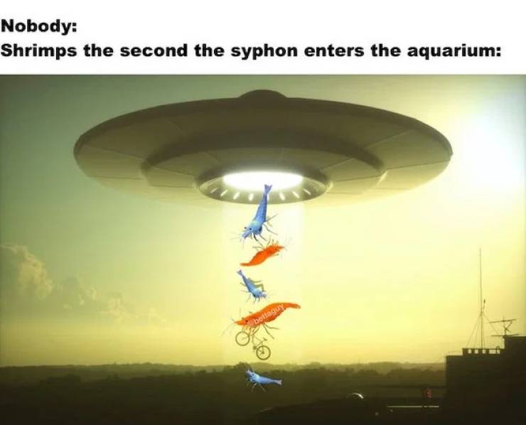 Let’s Swim With These Fish Memes