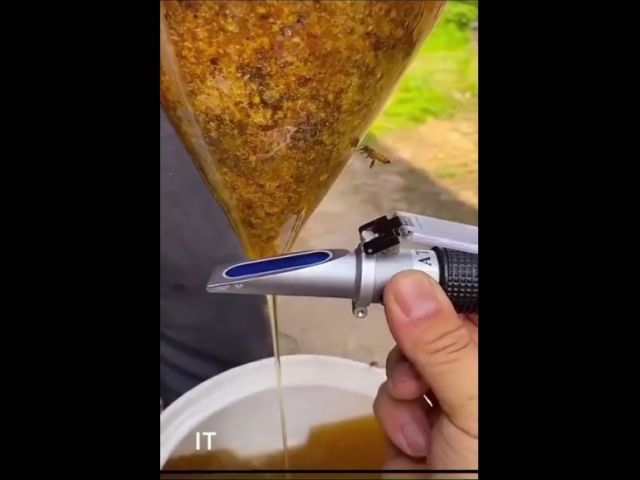 Honey Testing