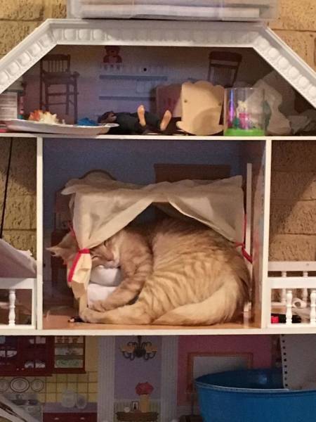 Cats Are Very Specific When It Comes To Choosing Where To Sleep…