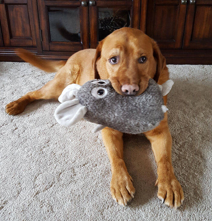 These Pets Will Never Forsake Their Favorite Toys!