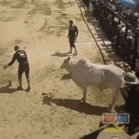 An Unusual Way To Tame A Bull