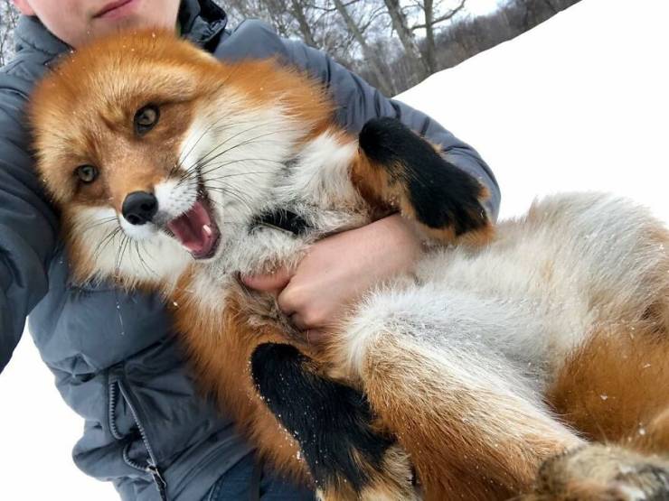 Guy Saves A Fox From A Fur Farm, They Become Best Friends