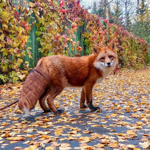 Guy Saves A Fox From A Fur Farm, They Become Best Friends