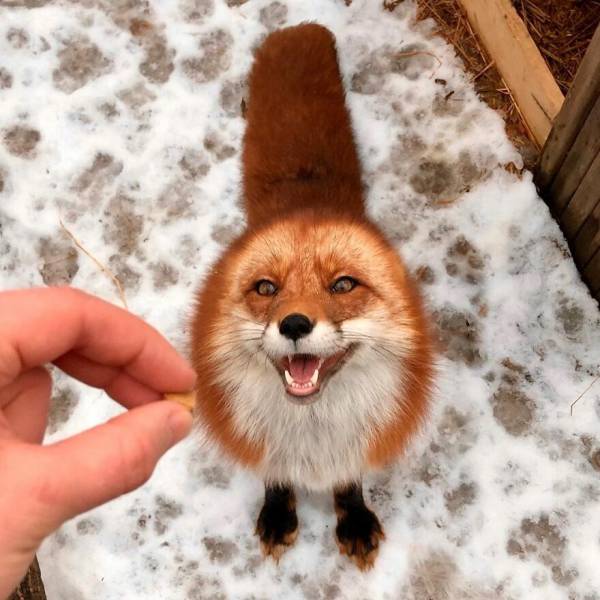 Guy Saves A Fox From A Fur Farm, They Become Best Friends