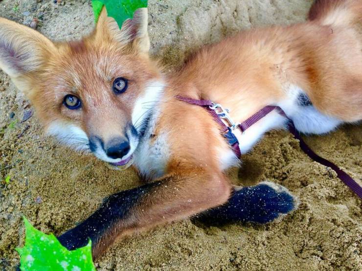 Guy Saves A Fox From A Fur Farm, They Become Best Friends