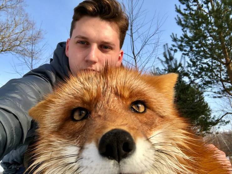 Guy Saves A Fox From A Fur Farm, They Become Best Friends