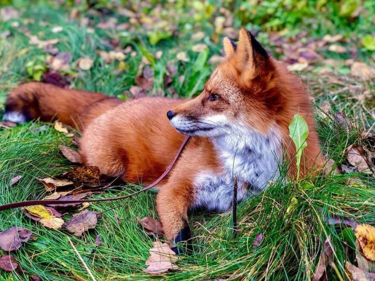 Guy Saves A Fox From A Fur Farm, They Become Best Friends