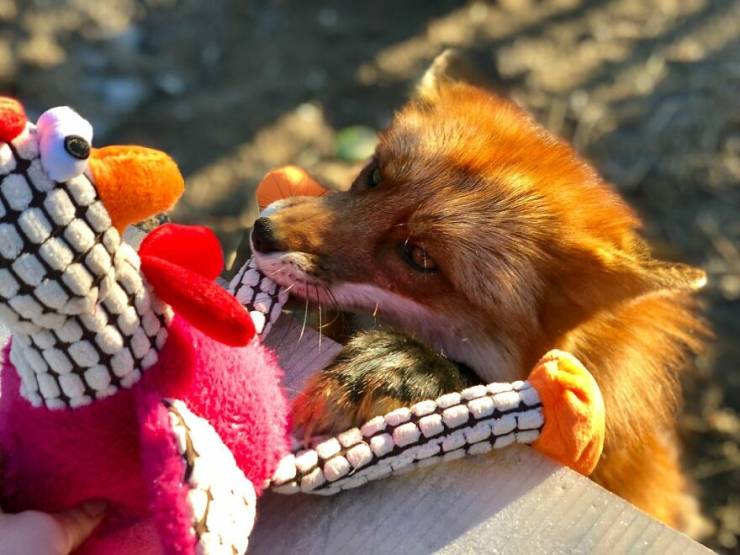 Guy Saves A Fox From A Fur Farm, They Become Best Friends