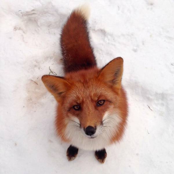 Guy Saves A Fox From A Fur Farm, They Become Best Friends