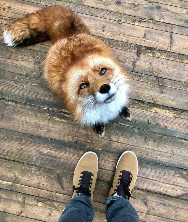 Guy Saves A Fox From A Fur Farm, They Become Best Friends