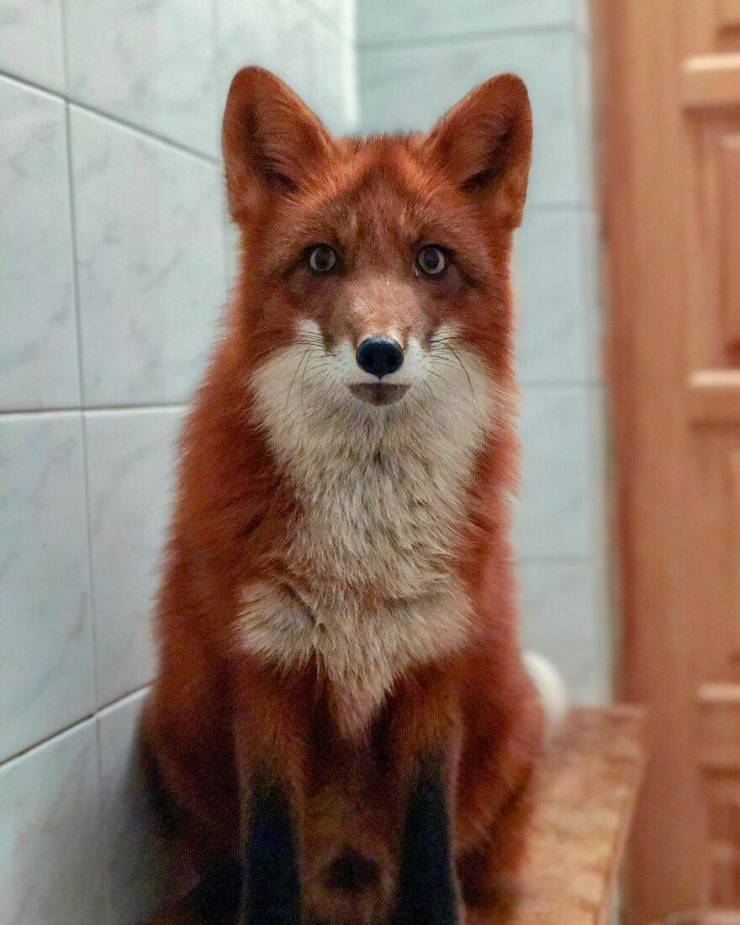 Guy Saves A Fox From A Fur Farm, They Become Best Friends