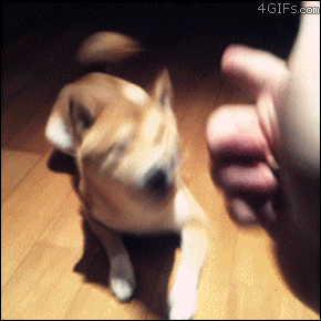 Daily Gifdump