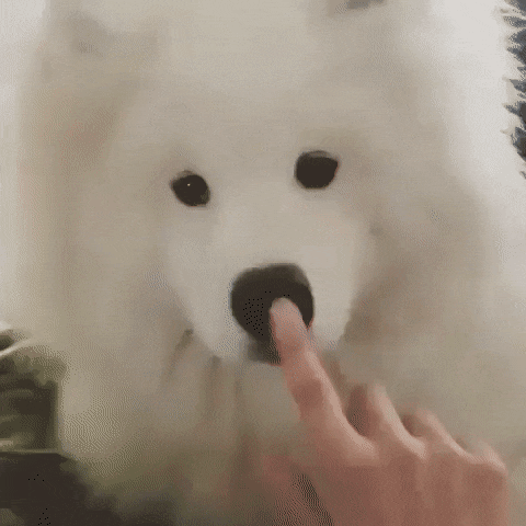 Daily Gifdump