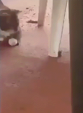 Daily Gifdump