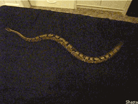 The Silk Is A Treadmill For Snakes