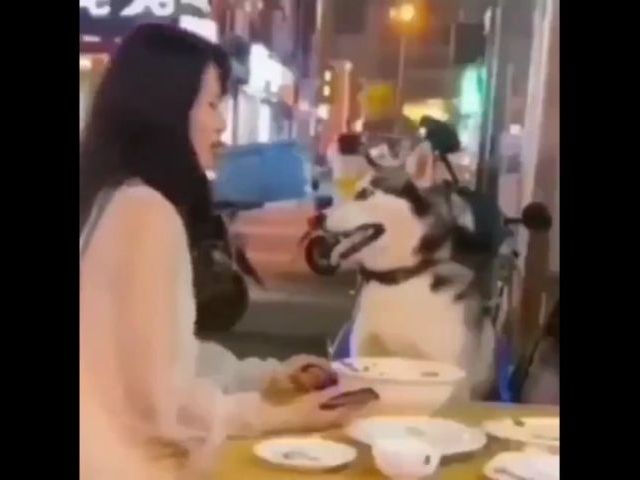 Husky In A Vegan Restaurant