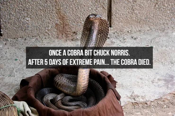 Chuck Norris Can Laugh At These Jokes Without Opening His Mouth