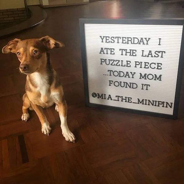 Pet Shaming Is In Full Force!