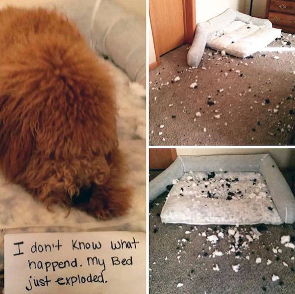 Pet Shaming Is In Full Force!