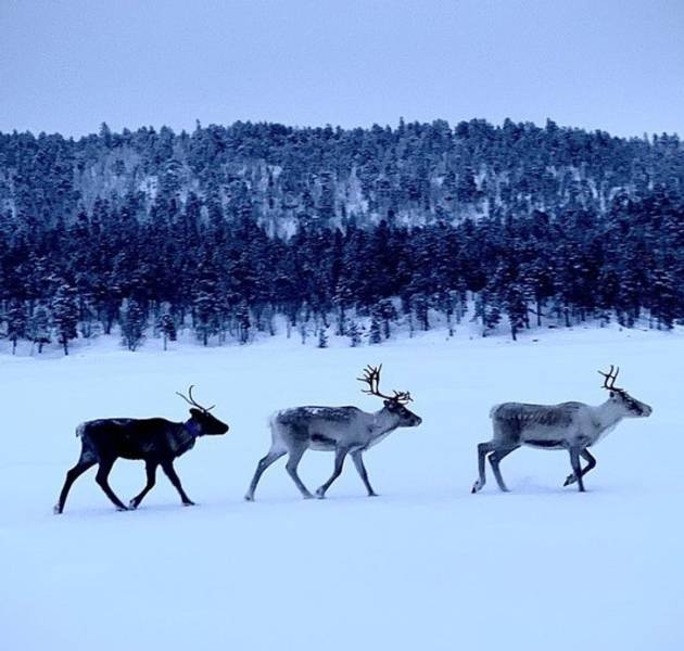 Life In Finland Can Be So Weird!