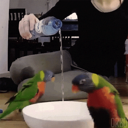 gif de dois papagaios pulando circulando uma vasilha que o humano está colocando agua