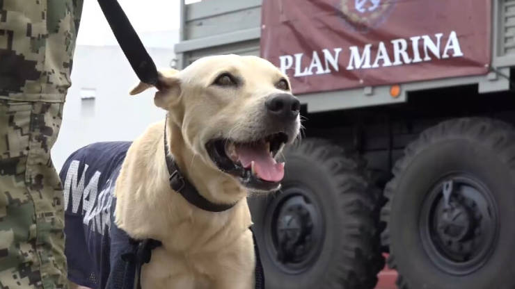 Golden Retriever Saved From Mexican Flood Gets Taken By The Marines Who Saved Him