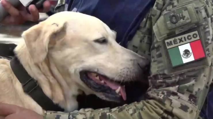 Golden Retriever Saved From Mexican Flood Gets Taken By The Marines Who Saved Him