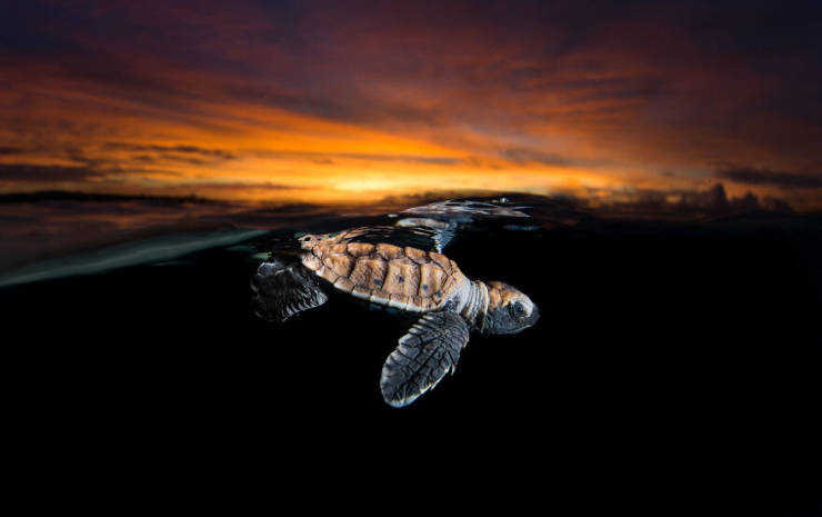 Take A Look At The Winners Of The “Ocean Photography Awards” 2020!