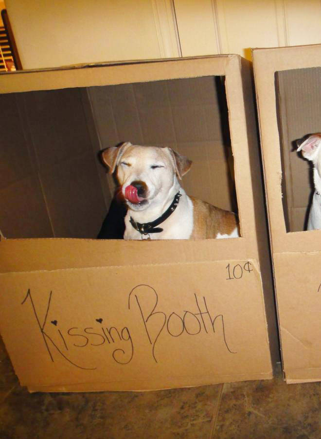 Kissing Booths Vs Hissing Booths