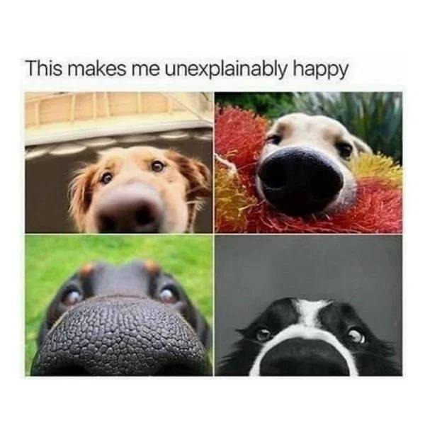 Dogs Approve These Memes!