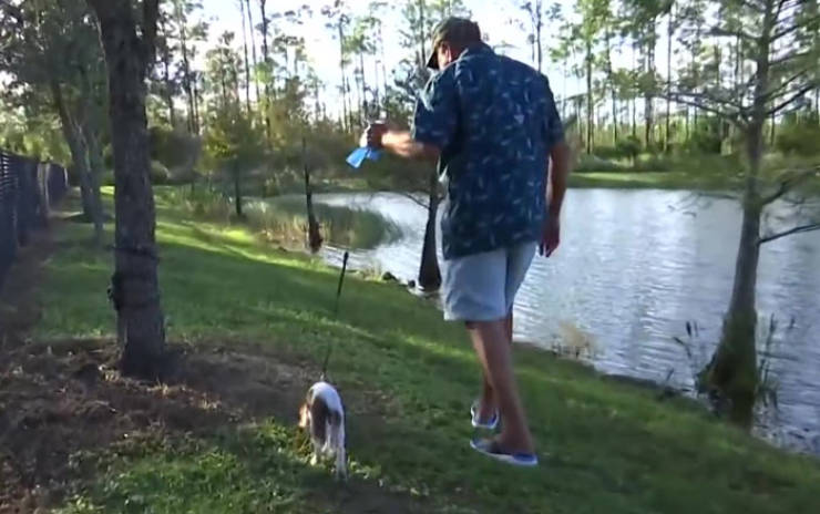 Florida Man Saves His Puppy From A Juvenile Alligator