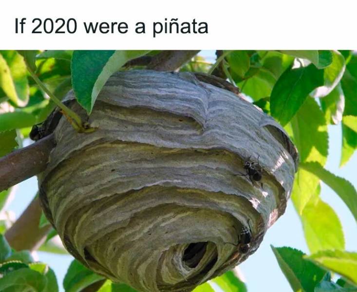 If 2020 Was A…