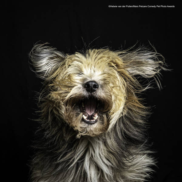 “Mars Petcare Comedy Pet Photo Awards” Winners Are Very Funny!