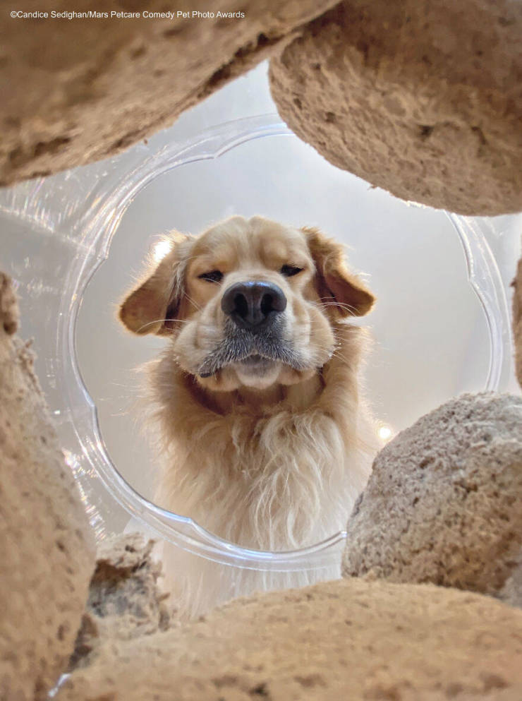 “Mars Petcare Comedy Pet Photo Awards” Winners Are Very Funny!