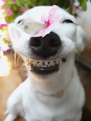 Daily Gifdump Daily Gifdump