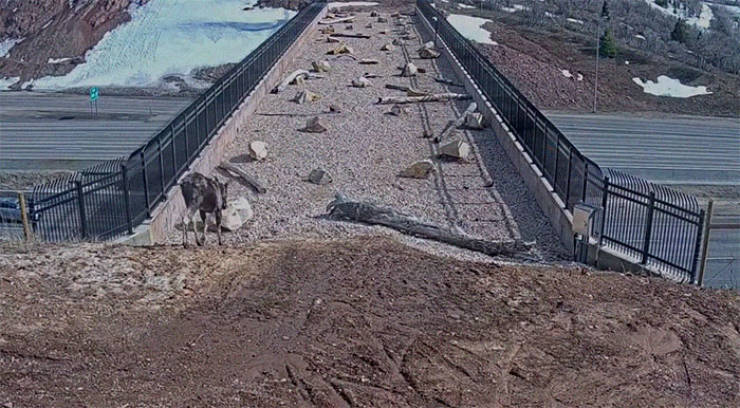 This Wildlife Highway Overpass In Utah Is A Huge Success, Judging By The Amount Of Animals Using It