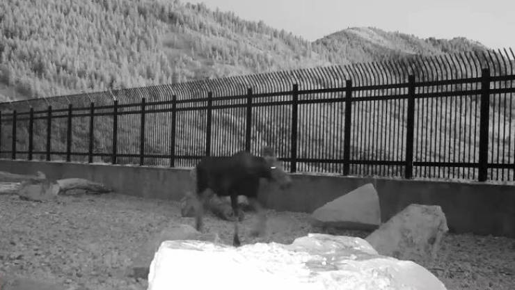 This Wildlife Highway Overpass In Utah Is A Huge Success, Judging By The Amount Of Animals Using It