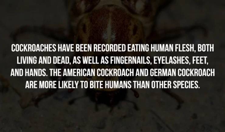 Creepy Facts In The Dark