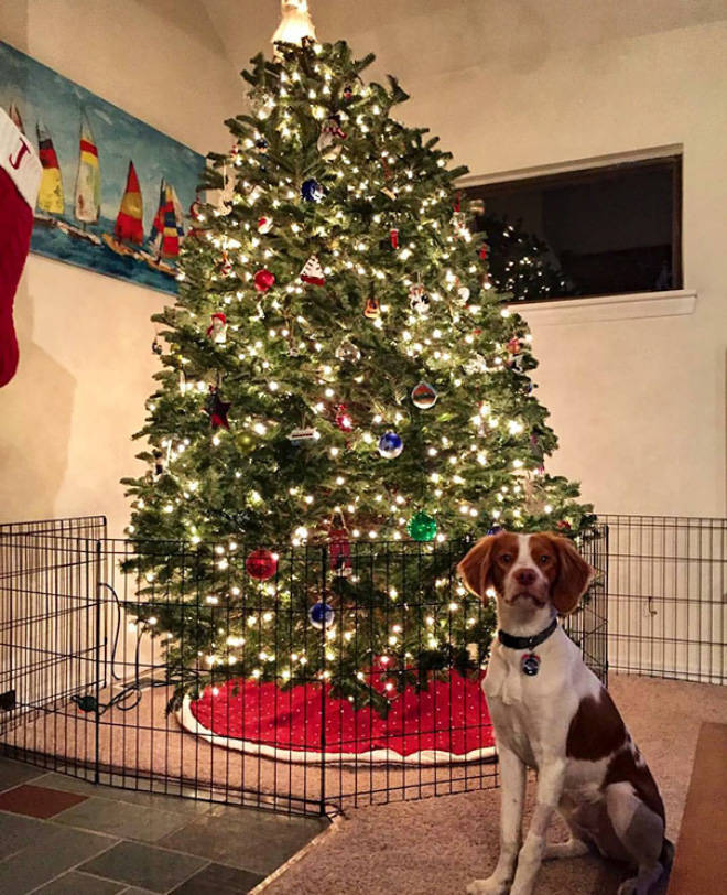 How To Save Your Christmas Tree From Your Pets