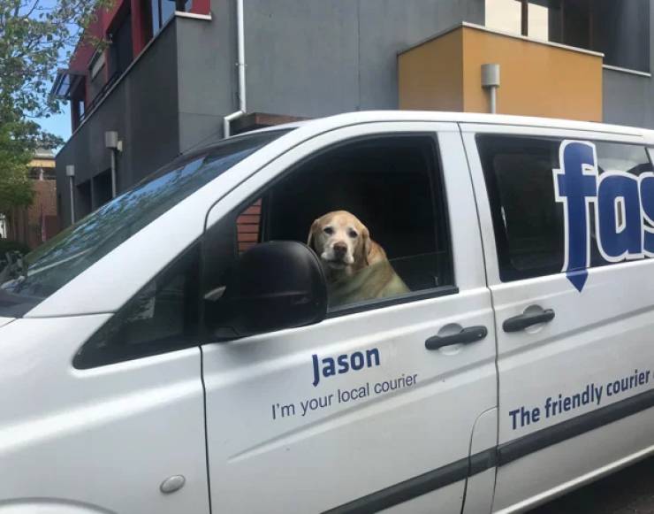 Dogs Have Jobs Too!