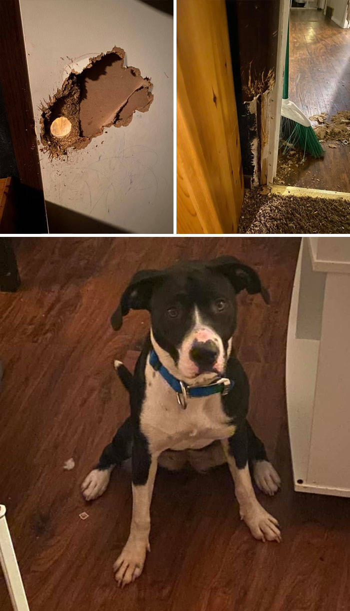 These Dogs Are Guilty!