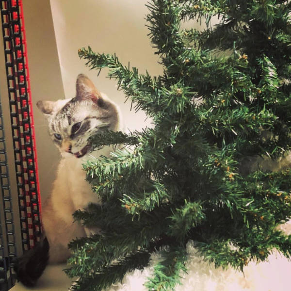 Cats Love Christmas Trees!