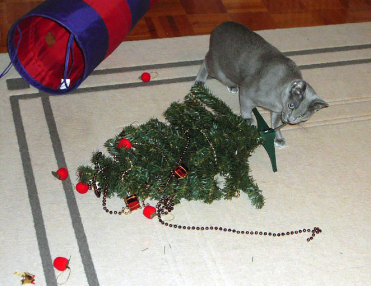 Cats Love Christmas Trees!