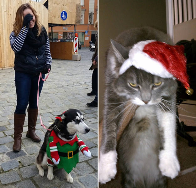 These Pets Are Not Ready For Christmas…