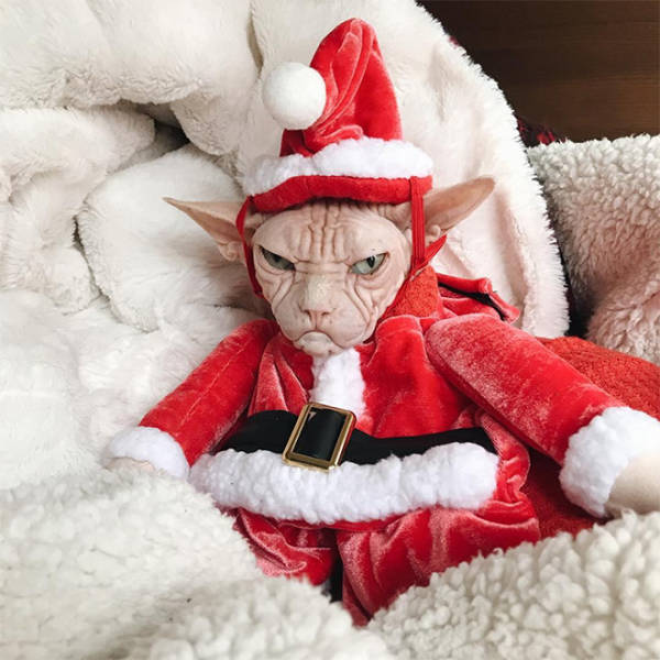 These Pets Are Not Ready For Christmas…