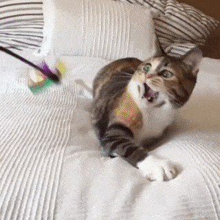 gif de um gato brincando em slow motion